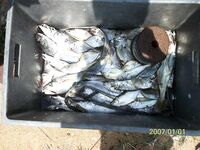 Архив фото по рыбалке на Шри-Ланке: 2007, 2010, 2024