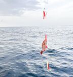 МОРСКАЯ РЫБАЛКА НА МАЛЬДИВАХ: BIG GAME, джиг и поппинг в начале июня