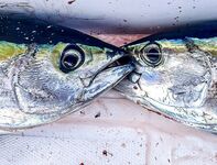 МОРСКАЯ РЫБАЛКА НА МАЛЬДИВАХ: BIG GAME, джиг и поппинг в начале июня