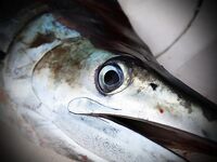 Баваро, Доминикана: троллинг и поверхностные насадки, марлин и дорадо