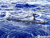 Баваро, Доминикана: троллинг и поверхностные насадки, марлин и дорадо