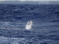 Баваро, Доминикана: троллинг и поверхностные насадки, марлин и дорадо