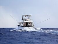 Баваро, Доминикана: троллинг и поверхностные насадки, марлин и дорадо