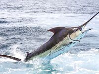 Пунта-Кана кадры с бортов, чартеры, снасти, улыбки, море и разноцветный улов