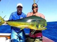 Пунта-Кана кадры с бортов, чартеры, снасти, улыбки, море и разноцветный улов