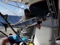 Уверо-Альто троллинг по гряде, ваху небольших размеров в начале сезона