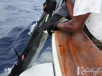 Пляж Бибихагуа, Пунта-Кана: ром, стая дорадо и тяжёлый бой с марлином