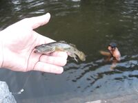 Окрестные ручьи на ШРИ - охота на змееголова и неожиданный бычок-кругляк