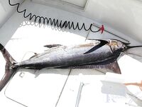 Пунта-Кана и женщины на борту: барракуды, спокойная волна и первый марлин