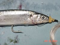 Пунта-Кана троллинг и приманки: по наживке для местного пелагика советы