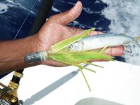 Пунта-Кана троллинг и приманки: по наживке для местного пелагика советы