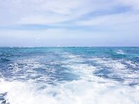 Пунта-Кана троллинг 4 часа: ваху, макрель и дорадо, около 50 кг улов