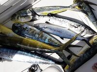 Пунта-Кана троллинг 4 часа: ваху, макрель и дорадо, около 50 кг улов