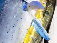 Пунта-Кана троллинг 4 часа: ваху, макрель и дорадо, около 50 кг улов