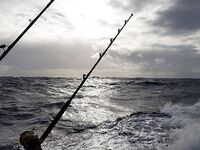 Пунта-Кана троллинг 4 часа: ваху, макрель и дорадо, около 50 кг улов