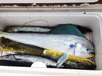 Пунта-Кана троллинг 4 часа: ваху, макрель и дорадо, около 50 кг улов