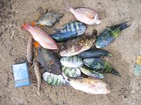 Unawatuna, Jungle Beach - береговая рыбалка, ловля на ракушки и крючок, барракуда и сарган, бомбарда и воблеры