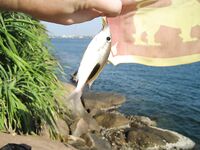 Unawatuna, Jungle Beach - береговая рыбалка, ловля на ракушки и крючок, барракуда и сарган, бомбарда и воблеры