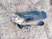 Unawatuna, Jungle Beach - береговая рыбалка, ловля на ракушки и крючок, барракуда и сарган, бомбарда и воблеры