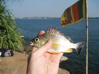 Unawatuna, Jungle Beach - береговая рыбалка, ловля на ракушки и крючок, барракуда и сарган, бомбарда и воблеры