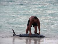 Морская рыбалка в Кап-Кана: ранний выход, троллинг и охота за марлином