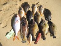 Унаватуна, Jungle Beach - лодочная рыбалка с Kimal, ловля на кальмара, спинороги и красный группер