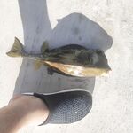 Пунта-Кана, лагуна у рифа: только кузовки теребят, грусть-печаль