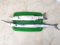 Кабеса-де-Торо, дневной спиннинг: срезы барракуды и промахи саргана