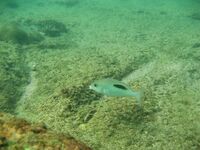 Шри-Ланка подводная охота и рыбалка, горбыль и ставрида, ружьё коротыш