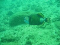 Шри-Ланка подводная охота и рыбалка, горбыль и ставрида, ружьё коротыш