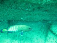 Шри-Ланка подводная охота и рыбалка, горбыль и ставрида, ружьё коротыш