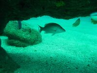 Шри-Ланка подводная охота и рыбалка, горбыль и ставрида, ружьё коротыш