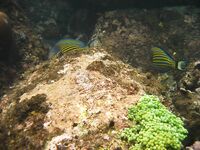 Шри-Ланка подводная охота и рыбалка, горбыль и ставрида, ружьё коротыш