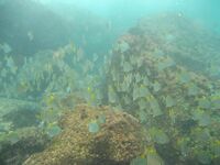 Шри-Ланка подводная охота и рыбалка, горбыль и ставрида, ружьё коротыш