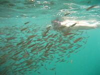 Шри-Ланка подводная охота и рыбалка, горбыль и ставрида, ружьё коротыш