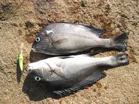 Шри-Ланка подводная охота и рыбалка, горбыль и ставрида, ружьё коротыш