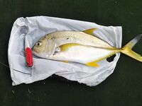 Тангалле, Паликадава - утренняя и вечерняя ловля на воблеры, попперы и силиконового кальмара