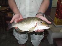 Коса у Lovina Beach - рыбалка без своих снастей