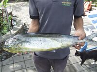 Коса у Lovina Beach - рыбалка без своих снастей
