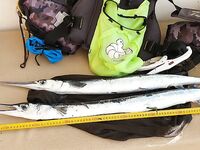 МОРСКАЯ РЫБАЛКА НА КРАСНОМ МОРЕ, ИЗРАИЛЬ: оффтоп без ссылок
