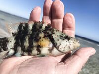 Хургада: несколько фото уловов, эта рыбка чаще всех влетала