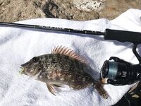 Хургада: несколько фото уловов, эта рыбка чаще всех влетала