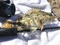 Хургада: несколько фото уловов, эта рыбка чаще всех влетала