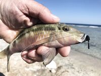 Хургада: несколько фото уловов, эта рыбка чаще всех влетала