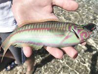 Хургада: несколько фото уловов, эта рыбка чаще всех влетала