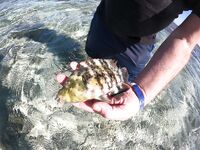 Египет, Красное море: фотоотчёт уловов с рифов, попался красавец