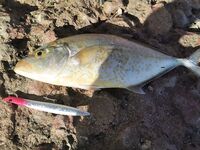 Коралловые плиты Хургады: первый опыт, экип и снасти другого калибра