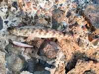 Морская рыбалка в Хургаде: Calimera, мысок и насыпной полуостров для утра