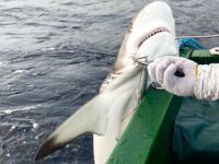 Мальдивы (Август 2021) - рыбалка с лодки, напарники, спиннинг, джиг, троллинг, воблеры