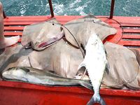 Паттайя, пирс Бали Хай: скаты 6-7 кг на джиг, кайф потянуть вдвоём